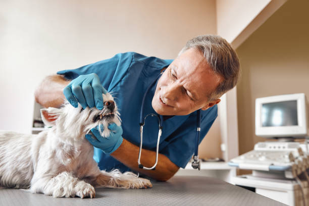 Best Emergency Wisdom Tooth Extraction in Eielson Af, AK